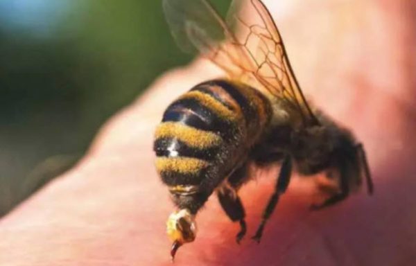 Nằm mơ thấy ong chích là điềm báo gì