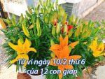 Tử vi ngày 10/2 thứ 6 của 12 con giáp